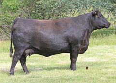 Lot 12: Champion Hill Blkcp May 8676