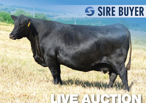 Lot 7: SAV Blackcap May 0584 (3 Embryos)