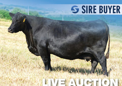 Lot 7: SAV Blackcap May 0584 (3 Embryos)