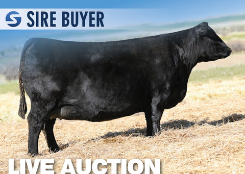 Lot 21: SAV Blackcap May 1583 - (3 Embryos)