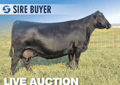 Lot 13: SAV Madame Pride 0412 (5 Embryos)