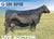 Lot 13: SAV Madame Pride 0412 (5 Embryos)