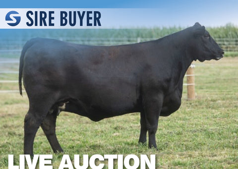 Lot 19: SAV Blackcap May 2321 - (3 Embryos)