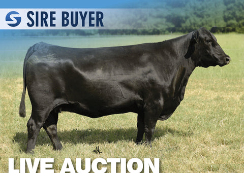 Lot 18: JMC Beretta 1334 W148 - (7 Embryos)
