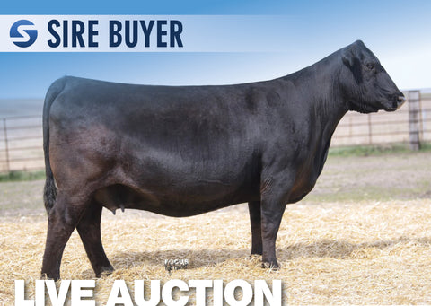 Lot 20: Ponca Creek Blackbird 955 - (7 Embryos)