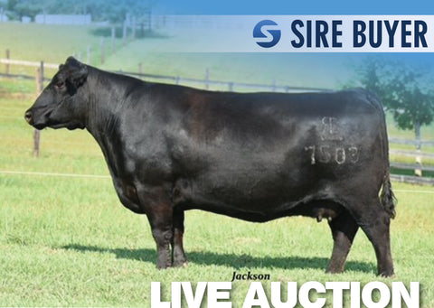 Lot 17: RB Lady Tombstone 426-7503 - (5 Embryos)