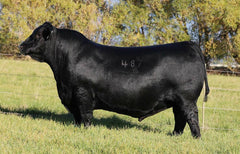 Lot 30: SAV Blackcap May 4136D