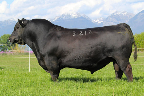 Coleman Charlo 3212 – 4 units