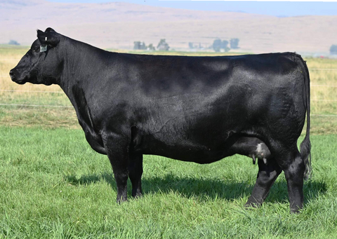 Lot 12: Coleman Donna 9209