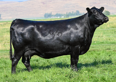 Lot 2: Coleman Chloe 975