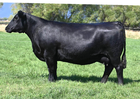 Lot 18: Coleman Donna 023