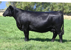 Lot 18: Coleman Donna 023