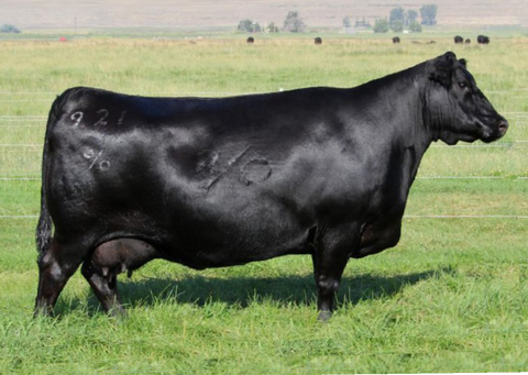 Lot 7: Coleman Lady 921