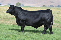 Lot 5: BAR-E-L Bride 28C