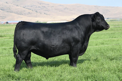 Lot 11: Vermilion Evergreen 8080 (Coleman Mendoza 271)