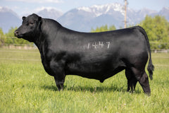 Lot 5: Coleman Everelda Entense 2321