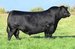 Lot 9: Coleman Everelda Entense 2332 - 2 Embryos