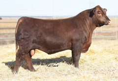 Lot 14:  Brown Abigrace Y7813