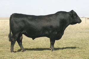 Connealy Onward - 3 units