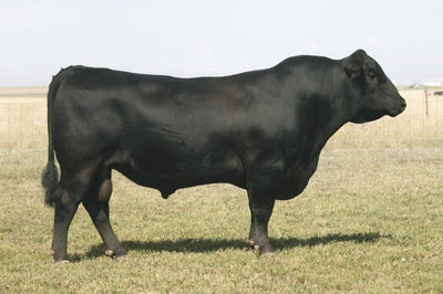 Connealy Onward - 3 units