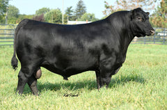 Lot 11: Rust Ms Chloe 2305K (5 Embryos)