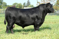 Lot 13: Linz Lady 116 8213 - 3 Embryos