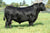 Lot 1: Coleman Donna 8285 - 5 Embryos