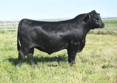 Lot 11: Pine Coulee Patsy A13 - 3 Embryos