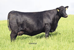 D Lazy T Abigale 3309 - Flush