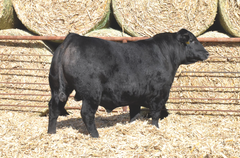 Lot 1: J5 Renown 410