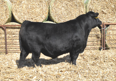 Lot 1: J5 Renown 410