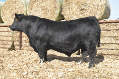 Lot 6: J5 Cattlemaster 418