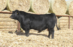 Lot 4: J5 Renovation 415