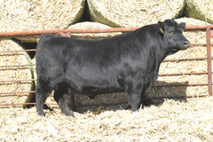 Lot 4: J5 Renovation 415