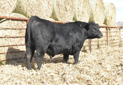 Lot 5: J5 Renovation 417