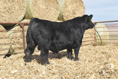 Lot 5: J5 Renovation 417