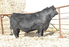 Lot 2: J5 Regard 411