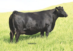 D Lazy T Abigale 3309 - Flush