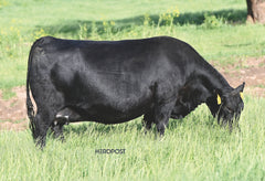D Lazy T Madame Pride 2306 - Flush