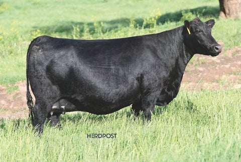 D Lazy T Madame Pride 2306 - Flush