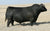 Lot 2: Montana Joanie 1041 - 5 Embryos