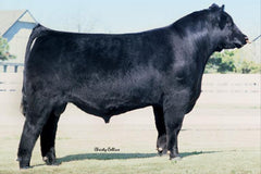 EXAR Lutton - 1 unit