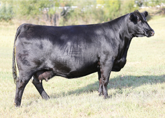 Lot 32: EXAR Forever Lady 2109