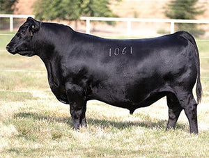 AVF Sara 2304 - 7 embryos