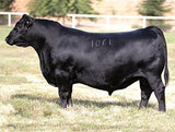 AVF Sara 2304 - 7 embryos