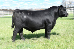 Lot 7: CAR Don Blackbird 111 - 5 Embryos
