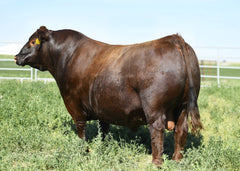 Lot 16:  BJR Crystal 013H