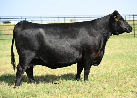 Lot 2: EXAR Lady 7036
