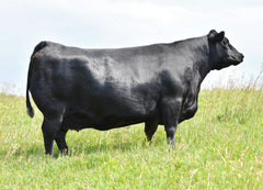 SAV Blackcap May 0592 (6 embryos)