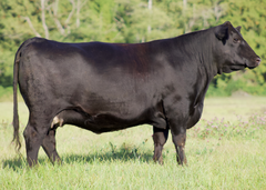 Lot 11: Fireball 5411